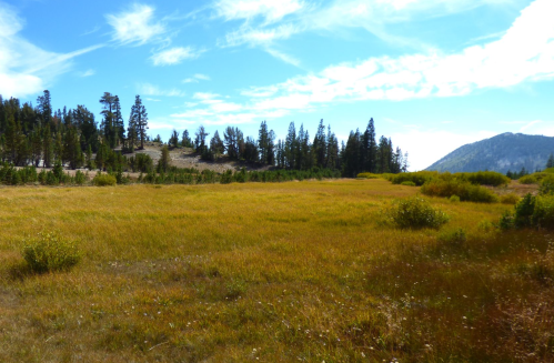 A scenic landscape featuring a golden grassy field surrounded by trees and mountains under a blue sky with clouds.
