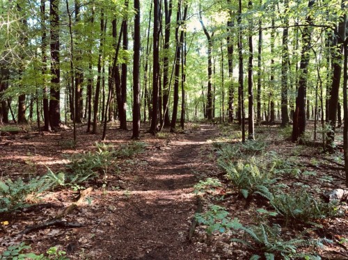 A serene forest path surrounded by tall trees and lush green foliage, with sunlight filtering through the leaves.