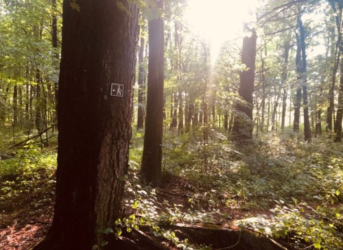 A sunlit forest scene with tall trees and a trail marker on a tree trunk, surrounded by lush greenery.