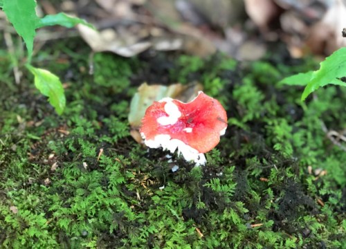 A vibrant red mushroom with a white underside growing on lush green moss in a forest setting.