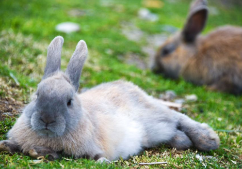 Two rabbits resting on green grass, one lying in the foreground and another blurred in the background.