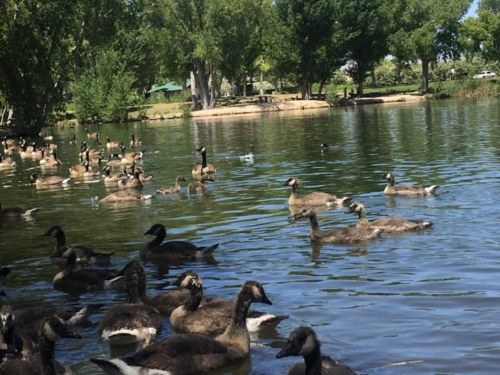 A serene pond filled with ducks and geese, surrounded by lush green trees and a clear blue sky.