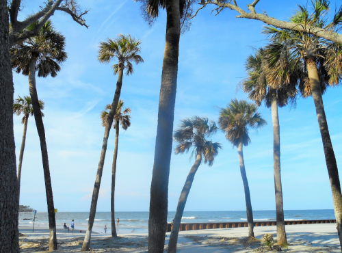 A beach scene with tall palm trees, blue skies, and gentle waves in the background. People stroll along the shore.