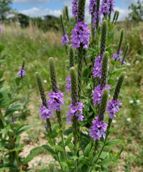 A cluster of purple flowers with green stems in a grassy field under a blue sky.