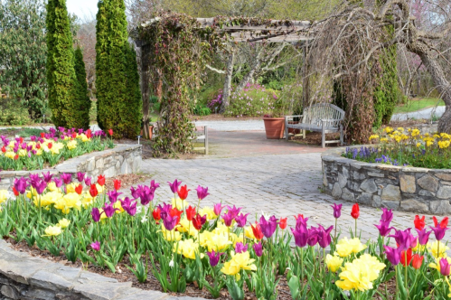 A vibrant garden path lined with colorful tulips and daffodils, leading to a stone bench under a trellis.