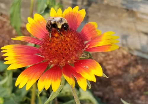 A bumblebee perched on a vibrant red and yellow flower in a garden setting.