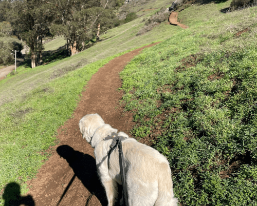 A golden retriever walks along a dirt path in a green, hilly landscape with trees in the background.