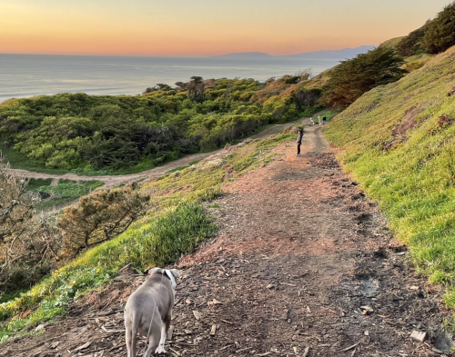 A dog walks along a trail at sunset, with a person in the distance and lush greenery on either side.