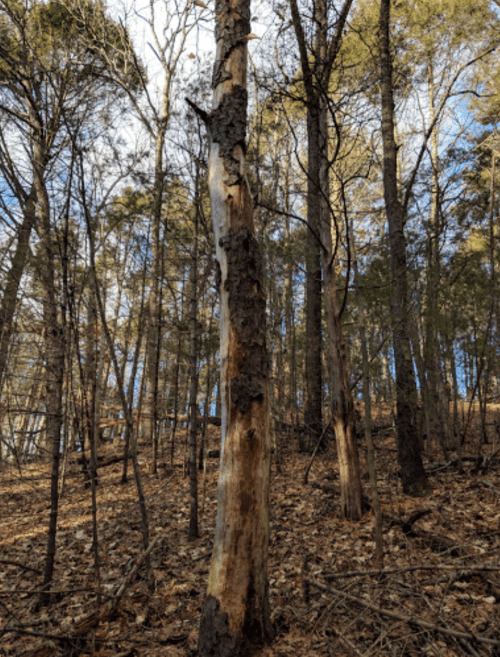 A tall, weathered tree trunk stands among a forest of trees, with fallen leaves covering the ground.