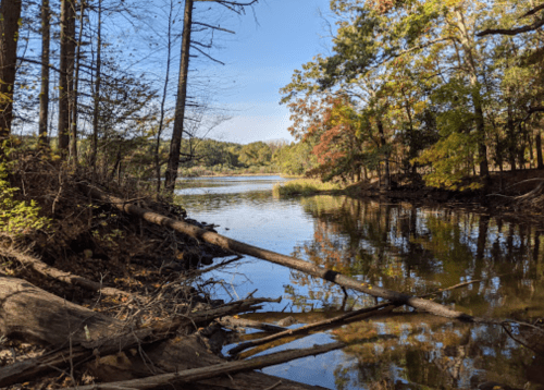 A serene river scene surrounded by trees, with reflections on the water and fallen branches along the shore.