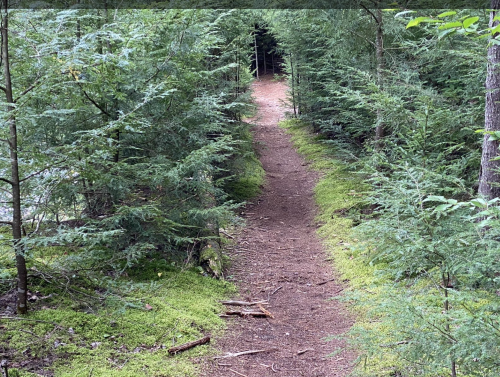 A narrow dirt path winding through a lush green forest with dense trees on either side.