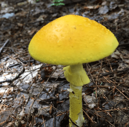 A bright yellow mushroom with a smooth cap, growing on a bed of pine needles and forest floor debris.