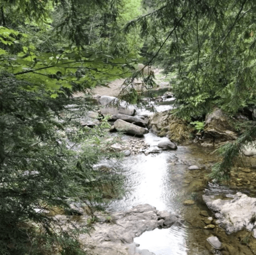 A serene forest scene featuring a clear stream flowing over rocks, surrounded by lush green trees.