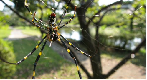 A close-up of a large, colorful spider with yellow and black markings on its web, set against a blurred green background.