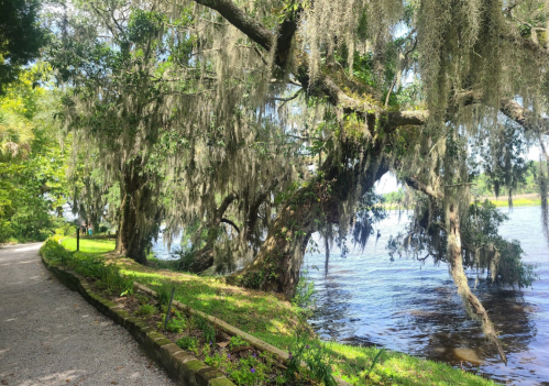 A scenic path lined with moss-covered trees beside a calm river under a clear blue sky.