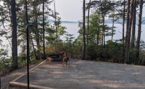 A gravel campsite surrounded by trees, with a view of a lake and a dog standing near a fire pit.