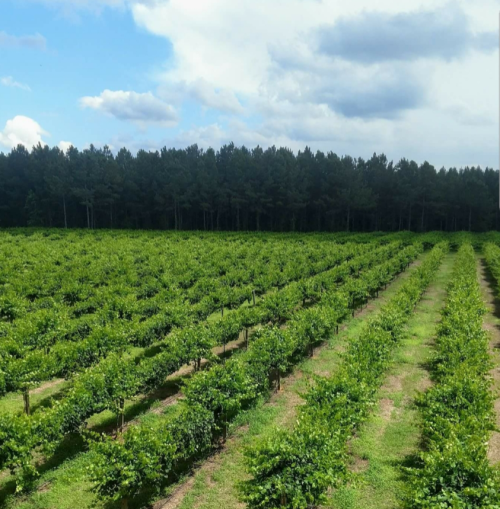 A lush vineyard with rows of grapevines, set against a backdrop of tall trees and a partly cloudy sky.
