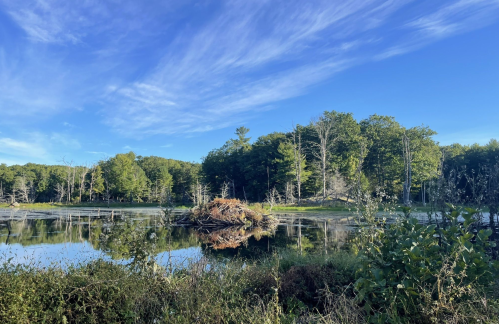 A serene landscape featuring a calm pond, lush greenery, and a clear blue sky with wispy clouds.