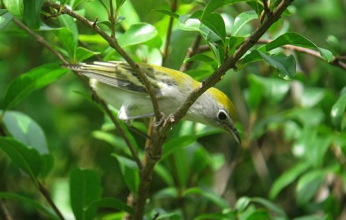 A small bird with a yellow crown perched on a branch among green leaves.