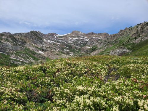 A scenic mountain landscape with green hills and patches of snow, dotted with blooming flowers in the foreground.
