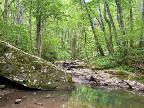 A serene forest scene with a rocky stream surrounded by lush green trees and moss-covered boulders.