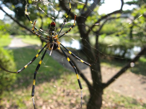 A close-up of a colorful spider with yellow and black stripes, perched on its web in a sunny park setting.
