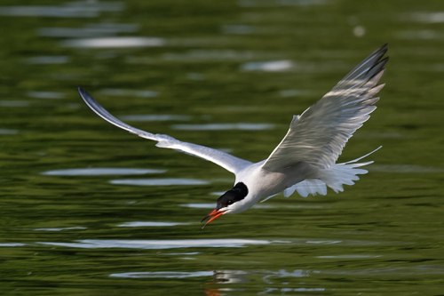 A bird with a black cap and red beak flies over a calm, reflective body of water.