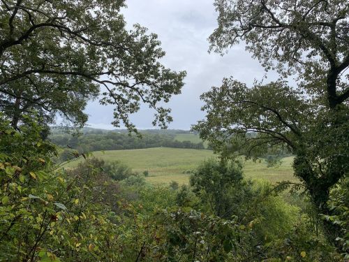 A serene landscape view framed by trees, showcasing a green field under a cloudy sky.