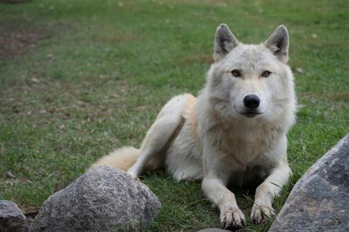 A white wolf lying on green grass near rocks, looking directly at the camera with a calm expression.
