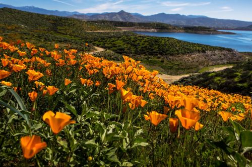 A vibrant field of orange poppies in the foreground, with a serene lake and mountains in the background under a clear sky.
