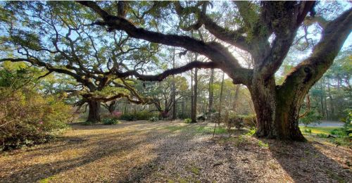 Sunlight filters through large trees in a serene forest, casting shadows on a leaf-covered ground.