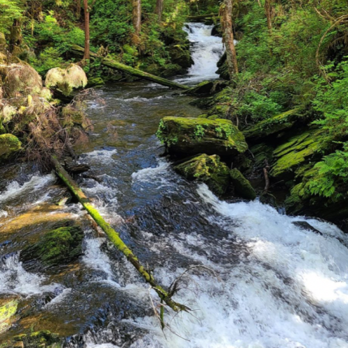 A serene forest stream flows over moss-covered rocks, surrounded by lush greenery and tall trees.