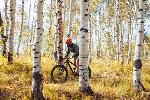 A cyclist rides a mountain bike through a forest of tall, white-barked trees with autumn foliage.