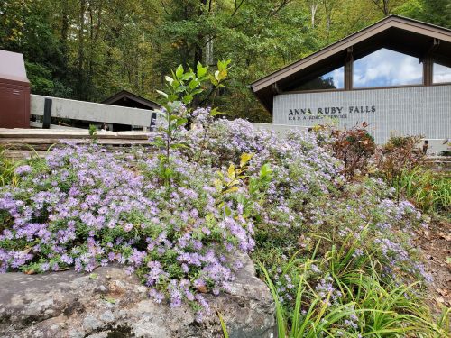 A cluster of purple flowers in front of a building labeled "Anna Ruby Falls" surrounded by greenery.