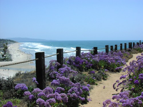 A coastal view with purple flowers in the foreground, overlooking a sandy beach and ocean under a clear blue sky.