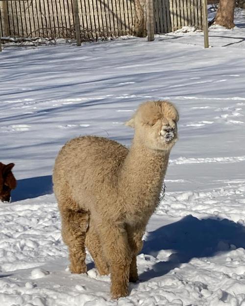 A fluffy alpaca stands in the snow, with a blurred brown animal in the background and trees in the distance.