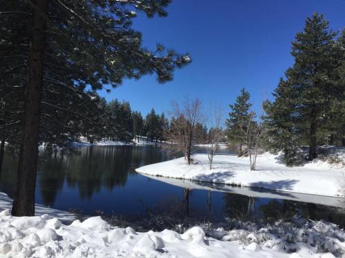 A serene winter landscape featuring a snowy shore, calm water, and evergreen trees under a clear blue sky.