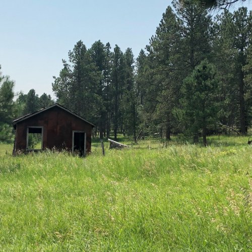 A weathered cabin surrounded by tall grass and dense pine trees under a clear blue sky.