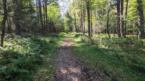 A serene forest path lined with greenery and ferns, surrounded by tall trees under a bright blue sky.
