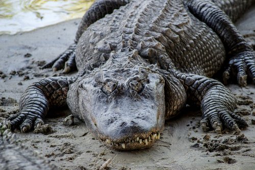 A large crocodile resting on the sandy bank near water, showcasing its textured skin and sharp teeth.