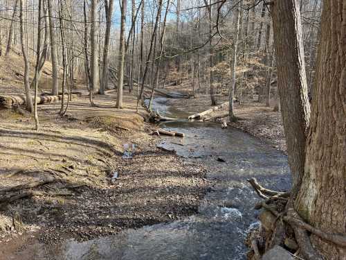 A serene forest scene featuring a winding stream surrounded by bare trees and fallen logs on a sunny day.