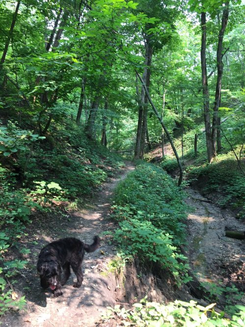 A dog walks along a narrow, winding trail surrounded by lush green trees and foliage.