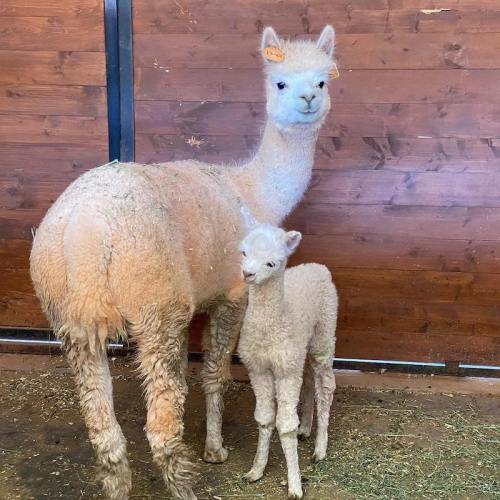 A mother alpaca stands beside her fluffy cria in a barn, both looking curiously at the camera.