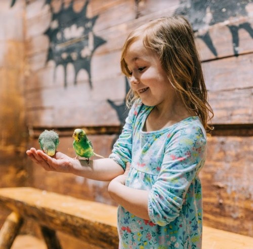 A young girl smiles while holding two colorful budgerigars on her hand in a rustic setting.