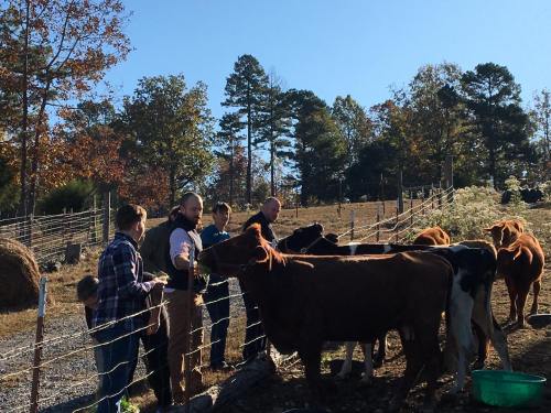A group of people interacting with cows on a farm, surrounded by trees and a clear blue sky.