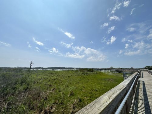 A wooden boardwalk stretches through a grassy area under a bright blue sky with scattered clouds.