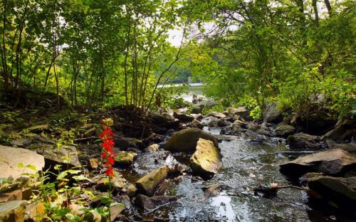 A serene stream flows through a rocky landscape, surrounded by lush greenery and a splash of red flowers.