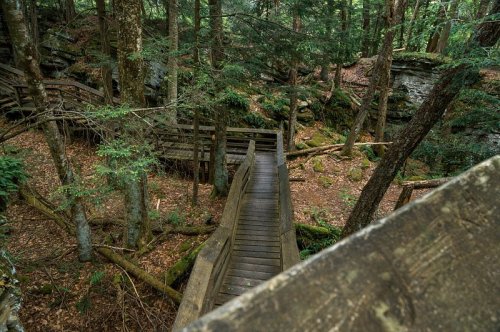 A wooden walkway winds through a lush, green forest with trees and rocky terrain.