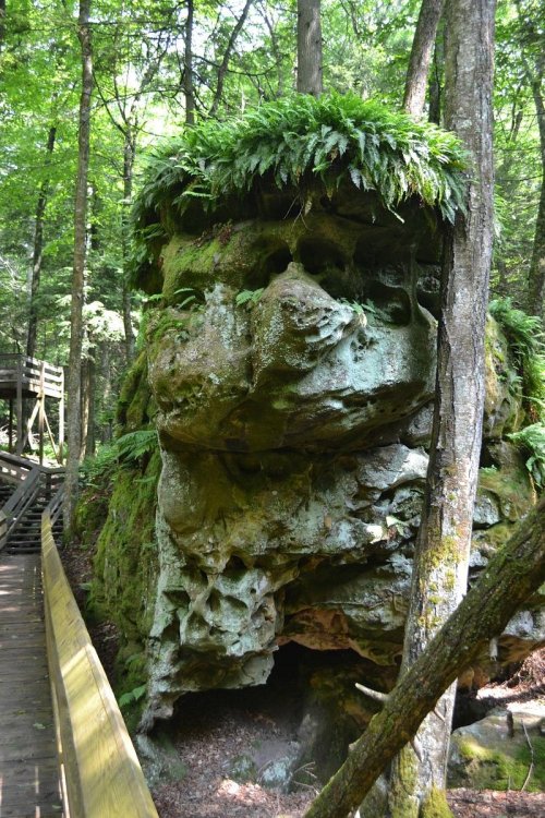 A large rock formation resembling a face, covered in ferns, surrounded by lush green trees and a wooden walkway.