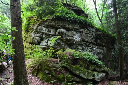 A large moss-covered rock surrounded by lush green foliage in a forested area.